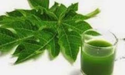 Free Papaya Leaf Extract Tea Samples