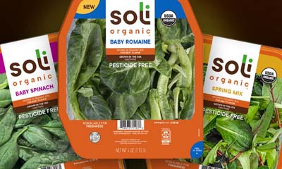 Free Soli Organic Salad